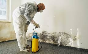 Best Water Damage & Mold Remediation  in Star Valley, AZ